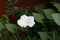 Ipomoea alba